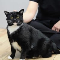 Piksel, kot do adopcji