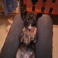 ANTON, chiot galgo 3, chien à adopter