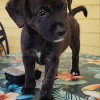 BOO LA COQUINE, chienne à adopter