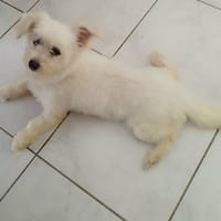 Lilite la princesse, chienne à adopter