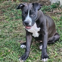 Bria, la boule d'énergie, chienne à adopter