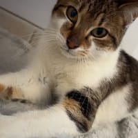 COOPER, chat à adopter