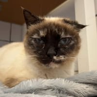 ISADORA, chatte à adopter