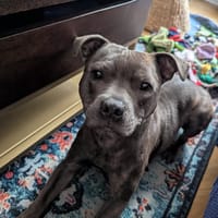 WINNI, chienne à adopter