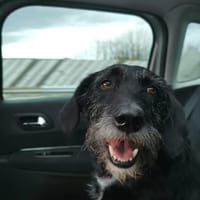 LOUNA, chienne à adopter