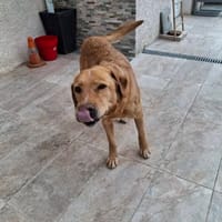 MILKA, chien à adopter