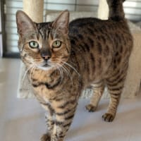 PEARLE, chatte à adopter