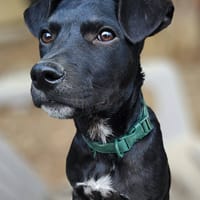 Stormy, mâle, berger créole, né le 15/11/2025, chien à adopter