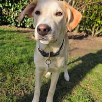 Grenache, mâle X berger, né le 14/07/2025 🐶, chien à adopter