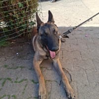 Atlas, chien à adopter