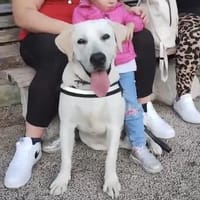 Fabi, Hund zur Adoption