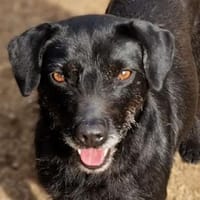 Goldschatz MONA, Hündin zur Adoption