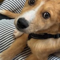 Wer schenkt Emil sein Herz?, Hund zur Adoption