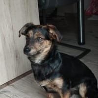 Amy sucht ein freies Körbchen, Hündin zur Adoption