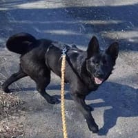 Süße Salt🌺 sucht liebevolles Heim, Hündin zur Adoption