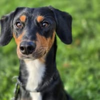 💕Maya💕 sucht sportliches Zuhause, Hündin zur Adoption