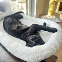Tilo sucht Dich (gerne zusammen mit Sue), Kater zur Adoption