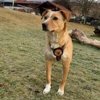 Wunderschöne Kira sucht ihre Familie, Hündin zur Adoption