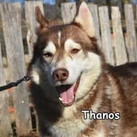 THANOS, Hund zur Adoption