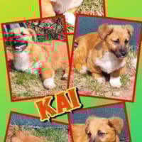 kleiner Welpenjunge Kai auf PS in 91286, Hund zur Adoption