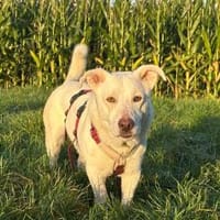 Maran - wartet in 89359 Kötz auf PS, Hund zur Adoption