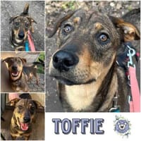 TOFFIE * Gute-Laune-Junge, Hund zur Adoption