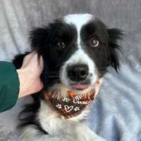 süße Hündin sucht Traumzuhause, Hündin zur Adoption