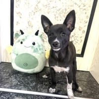 Frodo der Kleine mit dem großen Herz, Hund zur Adoption