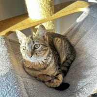 Kleine Sue sucht Dich, Katze zur Adoption