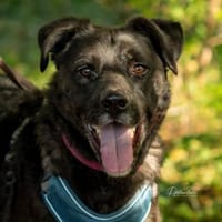 Oreo-verschmuster Rüde sucht Zuhause, Hund zur Adoption