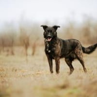 Sissi, stubenreine Hündin, ca. 2 Jahre, Hündin zur Adoption