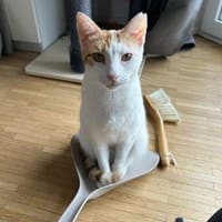 Latte, fröhliche Katzendame, ca. 5 Jahre, Katze zur Adoption