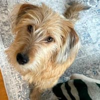 Gute Laune Lenny-wartet in PLZ 60599, Hund zur Adoption