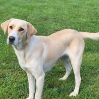 Zuhause gesucht für Nele, Hündin zur Adoption