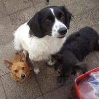 Lord Nelson - ein Freund fürs Leben, Hund zur Adoption