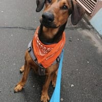 Smilo 8/24 sucht großes Körbchen, Hund zur Adoption