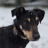 Tommy - wartet in 16556 Borgsdorf, Hund zur Adoption