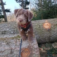 Marilyn, sanfte Welpenmaus, ca. 4 Monate, Hündin zur Adoption