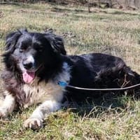 Jane sucht nach Liebe, liebt Kinder, Hündin zur Adoption