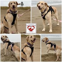 Charly sucht sein Zuhause, Hund zur Adoption