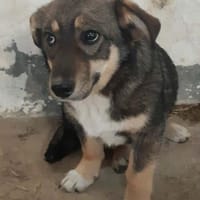 POKA ❤🐾 kleines Hundemädchen mit 8/9 M, Hündin zur Adoption