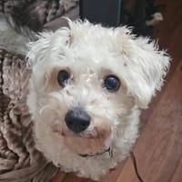 Leo sucht ein erfahrenes Zuhause!, Hund zur Adoption