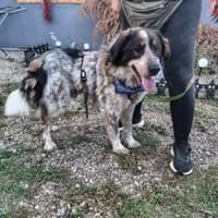 Hingucker Jonte sucht seine Familie, Hund zur Adoption