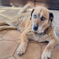 Mara ❤ Seniorin mit den schönsten Augen, Hündin zur Adoption