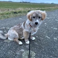 Ozzy - das verspielte Energiebündel, Hund zur Adoption