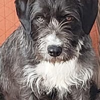 Alani 💗 wartet in 90530 Wendelstein, Hündin zur Adoption