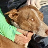 Roqui, vorsichtig, klug, sehr loyal, Hund zur Adoption