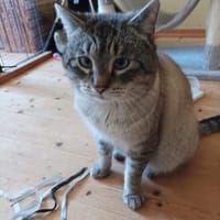 Mobby - Mini-Rambo, Kater zur Adoption