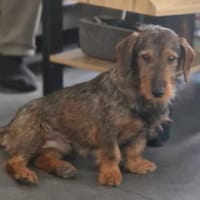 Emil, fröhlicher Rauhaardackel, Hund zur Adoption
