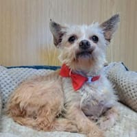 Lia, reizende Hundedame, ca. 9 Jahre, Hündin zur Adoption